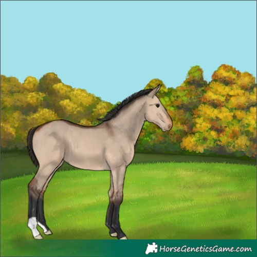 Horse Color:Bay Dun 