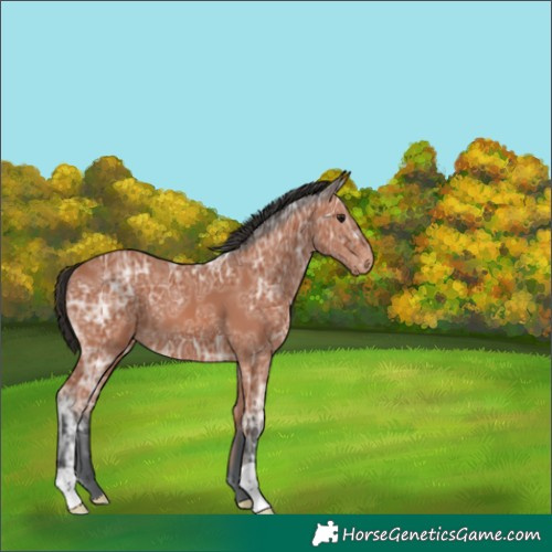 Horse Color:Bay Ice 