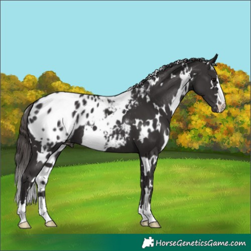 Horse Color:White Spotted Smoky Black Appaloosa 