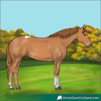 Horse Color:Chestnut Tobiano 