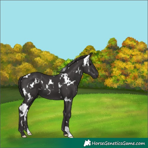 Horse Color:White Spotted Smoky Black 