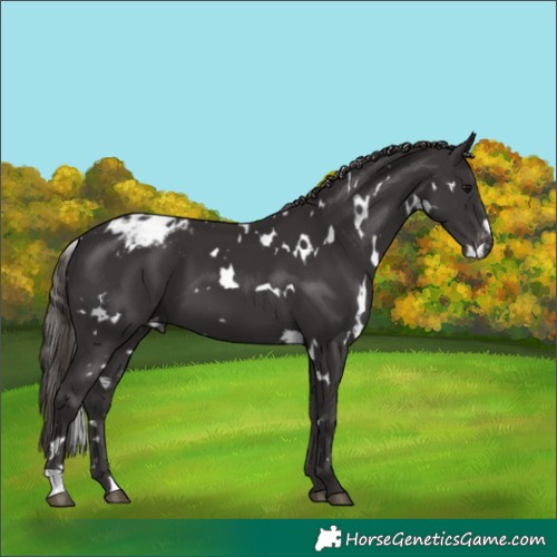 Horse Color:White Spotted Smoky Black Appaloosa 
