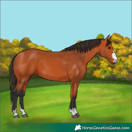 Horse Color:Bay 