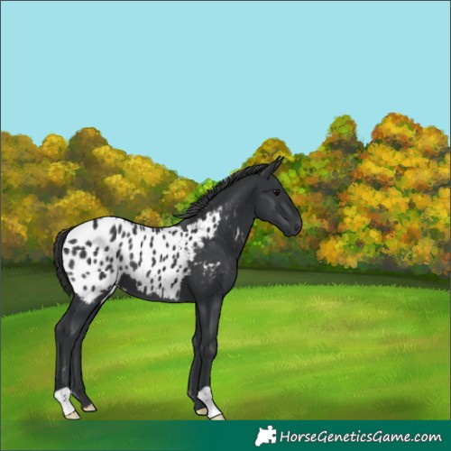 Horse Color:Black Appaloosa 