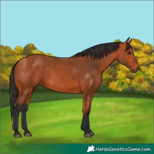 Horse Color:Bay 