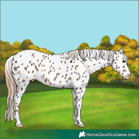 Horse Color:Liver Chestnut Appaloosa  and Liver Chestnut Appaloosa 