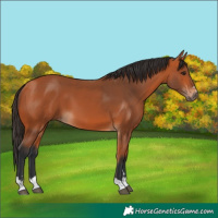 Horse Color:Bay 