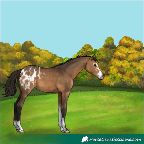 Horse Color:Gray Bay Dun Sabino Appaloosa 