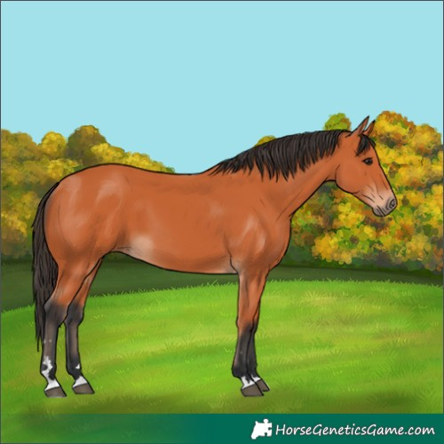 Horse Color:Bay 