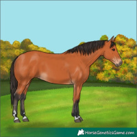 Horse Color:Bay 