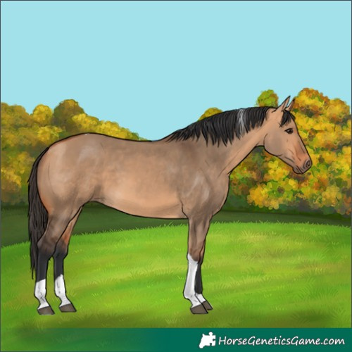 Horse Color:Bay Dun Tobiano 