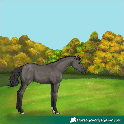 Horse Color:Smoky Grullo 