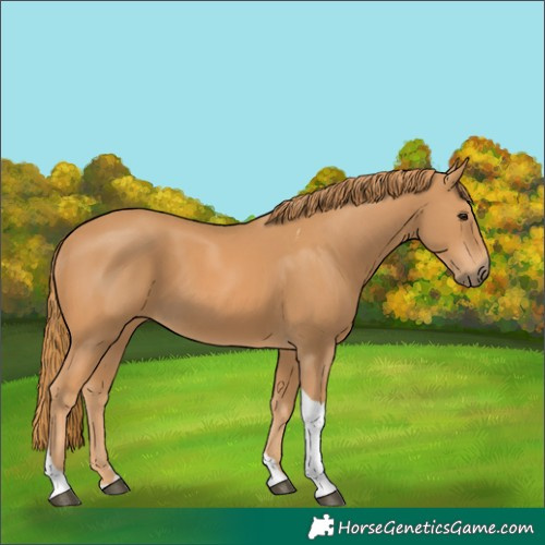 Horse Color:Chestnut Tobiano 