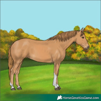 Horse Color:Chestnut Tobiano 