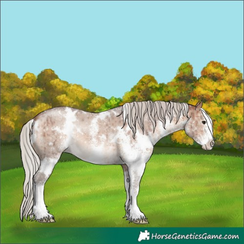 Horse Color:White Spotted Silver Brown Dun Brindle 