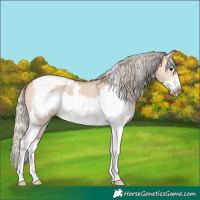 Horse Color:Silver Bay Dun Sabino Tobiano Frame Rabicano