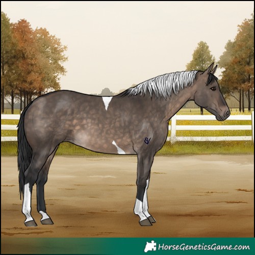 Horse Color:Brown Dun Tobiano 
