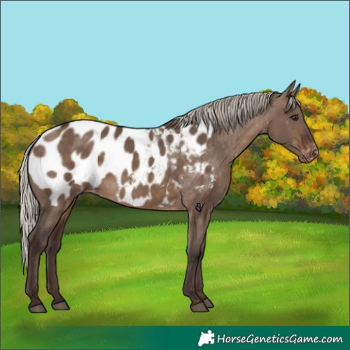 Horse Color:Silver Brown Dun Appaloosa