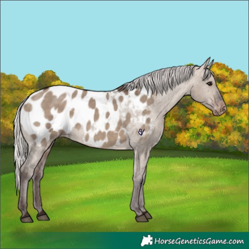 Horse Color:Silver Brown Dun Near Leopard 