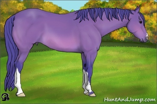 Horse Color:Watercolor Bay 