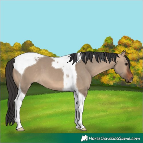 Horse Color:Bay Dun Tobiano 