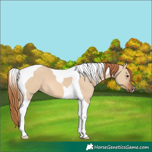 Horse Color:Red Dun Tobiano 