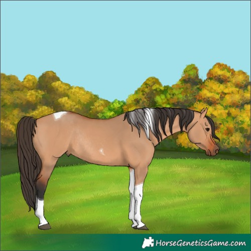 Horse Color:Bay Dun Tobiano Rabicano 