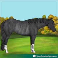 Horse Color:Black Rabicano