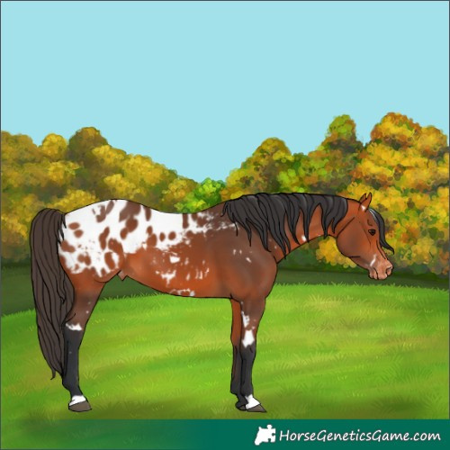 Horse Color:White Spotted Bay Appaloosa 