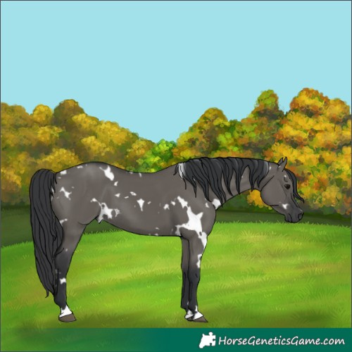 Horse Color:White Spotted Grullo 