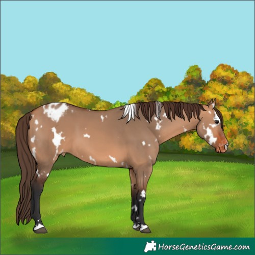 Horse Color:White Spotted Bay Dun Appaloosa 