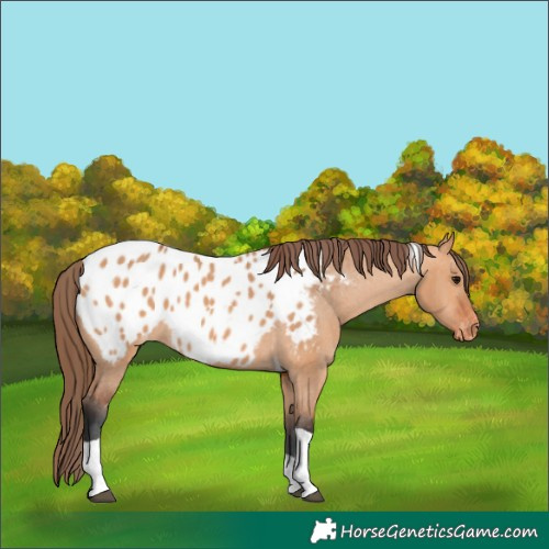 Horse Color:Bay Dun Tobiano Appaloosa 