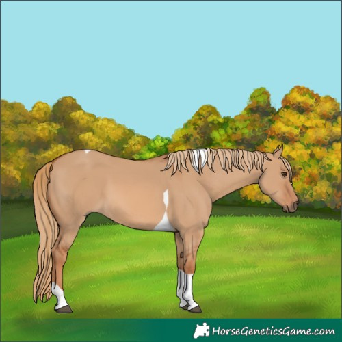Horse Color:Red Dun Tobiano 