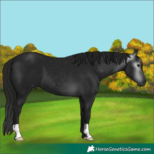 Horse Color:Gray Black 
