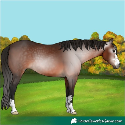 Horse Color:Gray Bay 