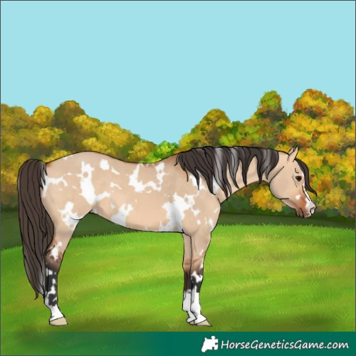 Horse Color:White Spotted Bay Dun 