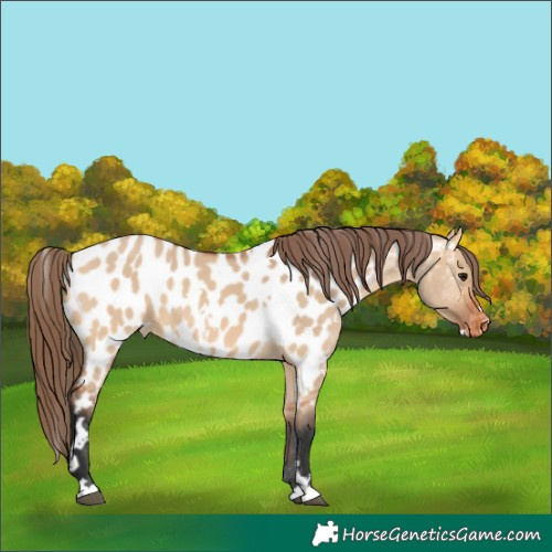 Horse Color:White Spotted Bay Dun Near Leopard 
