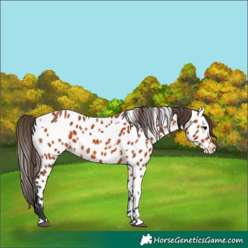 Horse Color:White Spotted Bay Near Leopard 