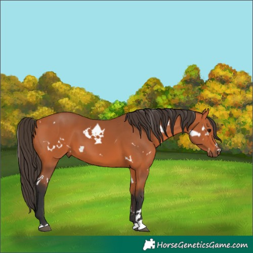Horse Color:White Spotted Bay 