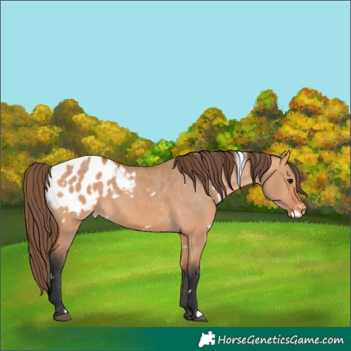 Horse Color:White Spotted Bay Dun Appaloosa 