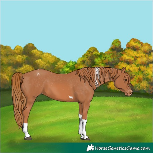 Horse Color:Chestnut Tobiano Varnish 