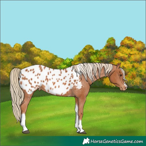 Horse Color:Chestnut Tobiano Appaloosa 