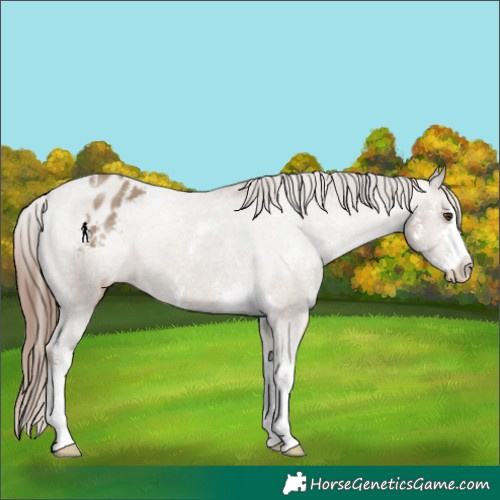 Horse Color:Classic Champagne Sabino Varnish 