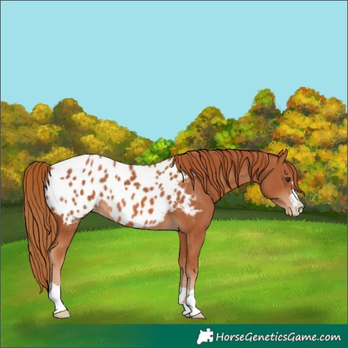 Horse Color:Chestnut Blanket 