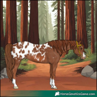 Horse Color:Chestnut Appaloosa