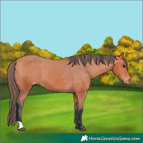 Horse Color:Bay Appaloosa 