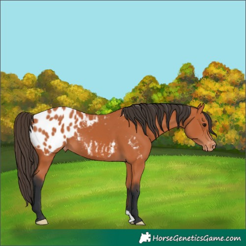 Horse Color:Bay Blanket 