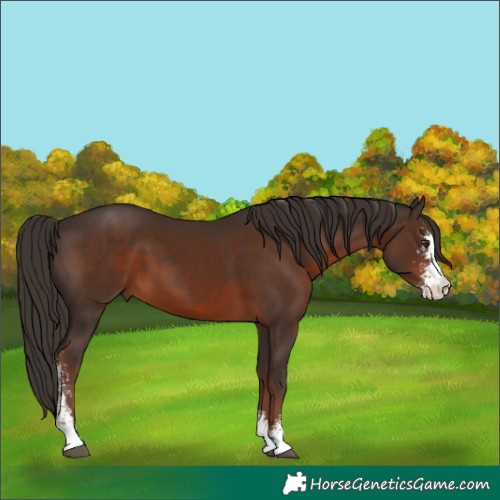 Horse Color:Liver Chestnut Sabino 