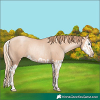 Horse Color:Gold Champagne Pearl Rabicano and Gold Champagne Pearl Splash Rabicano
