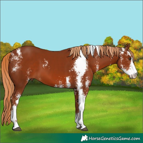 Horse Color:Chestnut Sabino 